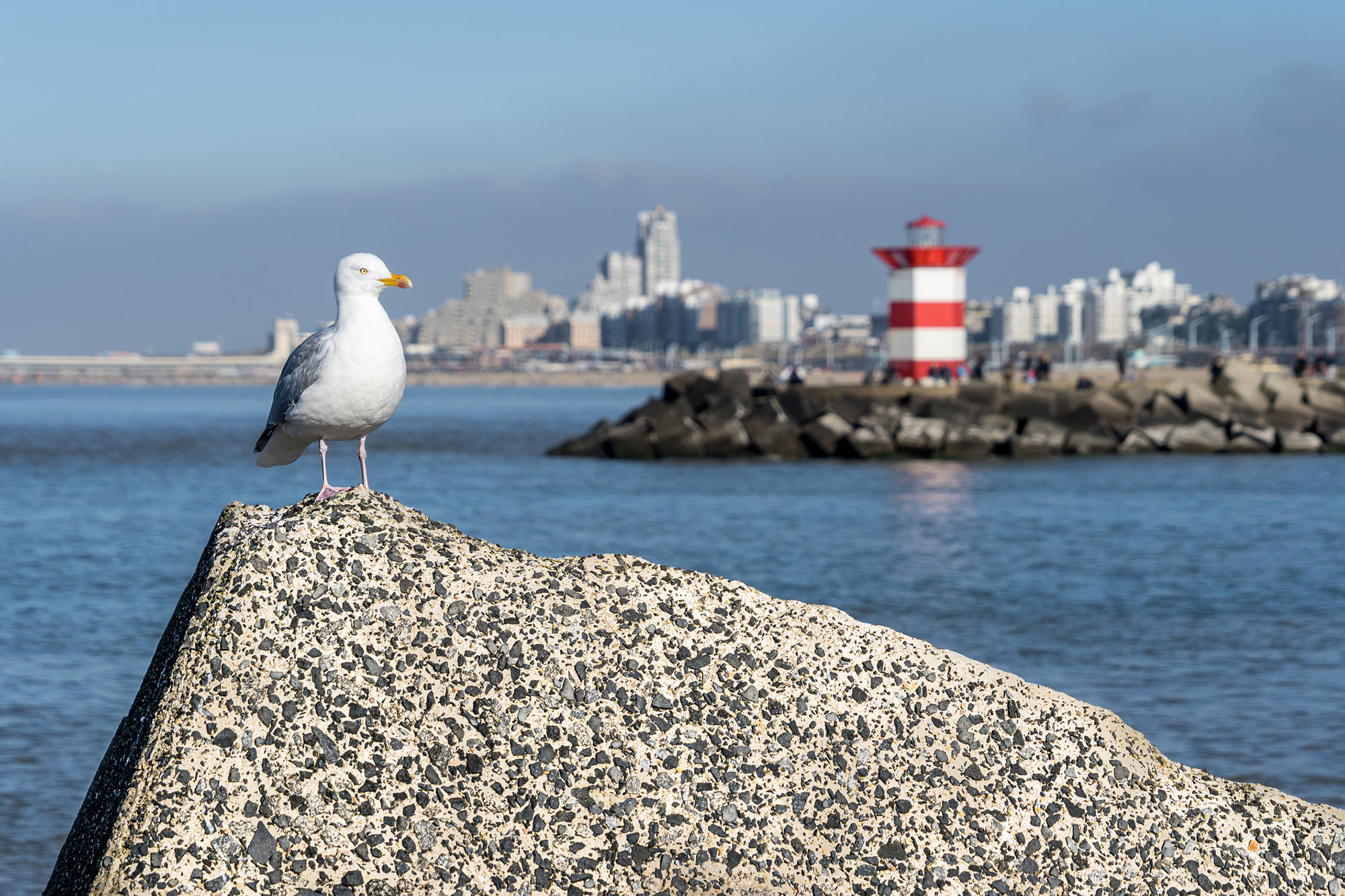 wijken in den haag:Scheveningen